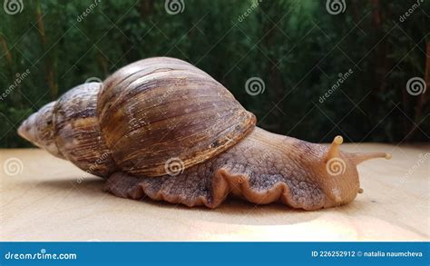 Achatina! De Grootste Landslak Ter Wereld en Zijn Onverwachte Avontuurlijke Gevoelens