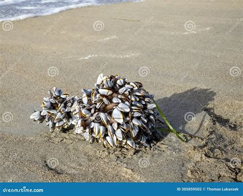  Barnacle!  Een wonderlijk schelpdier dat zich vasthakt aan de zeebodem en zich voedt met plankton dat door het water stroomt