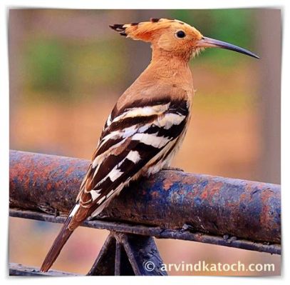  Hoopoe! Een Vogelaarsheld met een Kleurrijke Kroon die Zich Voedt met Slakken en Insecten