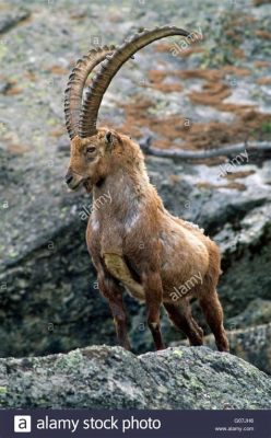  Ibex! Een majestueuze bergbewoner met hoorns die de hemel lijken te raken