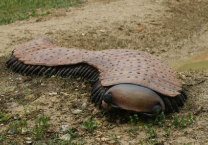  Ultrapedillen: Deze Verbluffende Diplopode Is Zo Gevaarlijk Als Een Knuffelbeertje!