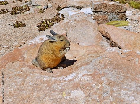  Viscacha! De Meester van de Andes die Springt als een Konijn en Graaft als een Marderd