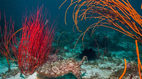  Xanthochroa: Een verborgen schat onder de zeebodem die met een unieke stijl glijdt en zich laat omhullen door zand!